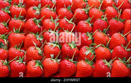 Beautiful freshly picked strawberries, long stem Stock Photo