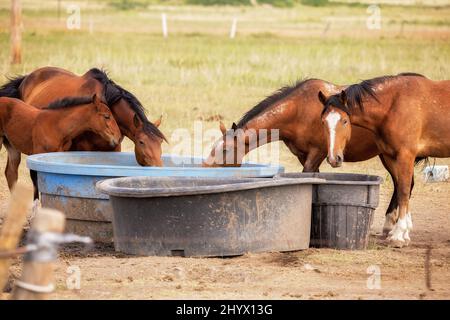 Three brown horses and one colt drinking from a watering bowl in a summer pasture Stock Photo