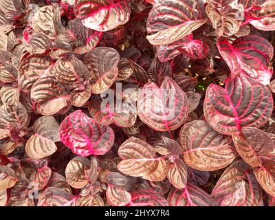 Closeup of pinkish leaves of a Herbst's bloodleaf plant Stock Photo
