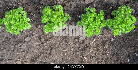 Parsley plants in a row planted in a prepared herb bed with dark soil in the vegetable garden, panoramic format, copy space, high angel view from abov Stock Photo
