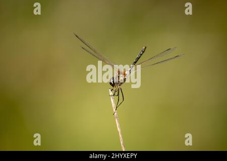 Backside view of resting dragonfly raises its tail up. Stock Photo