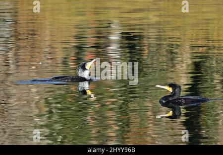 The great cormorant Phalacrocorax carbo in the Floridsdorfer Wasserpark in Vienna, male in breeding plumage Stock Photo