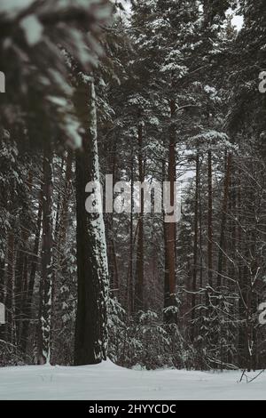Pine forest in snowfall. Winter snowy landscape. Snow forest background. Trunks and branches of pine trees are covered with snow on a winter day. Stock Photo