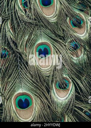 Colorful peacock feathers in pattern. Peacock tail feather in detail. Nature background Stock Photo