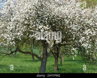 Blooming Apple Trees Stock Photo