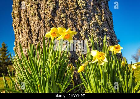 Narcissus blooming in nature near a tree trunk. Stock Photo