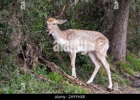 A young male European Fallow Deer, Dama dama, roaming free in an 800-acre private reserve in south Texas, USA.  This buck has atypically-formed antler Stock Photo