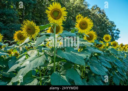 Walking through rows of tall sunflowers in full bloom with bees collecting pollen closeup view looking upwards on a sunny day in autumn Stock Photo