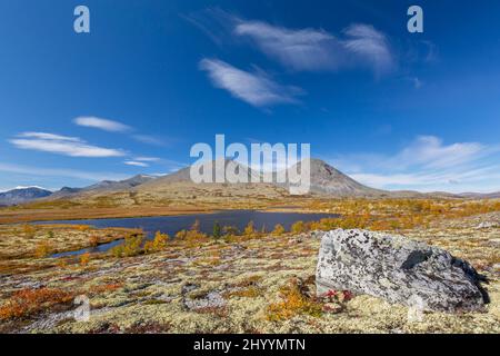 Silver birches and reindeer lichen on the tundra in autumn and the Stygghøin mountain range at Døråldalen, Rondane NP, Innlandet, Oppland, Norway Stock Photo
