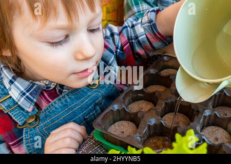 the child waters the seeds planted in peat tablets in the tray. close up Stock Photo