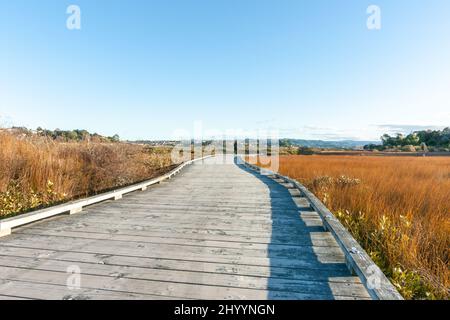 Estuarine environment of dense salt marsh plants with wooden walkway winding through in Matua Tauranga Stock Photo