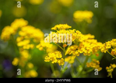 Alyssum montanum, yellow flowers in close-up view on blurred background. Stock Photo