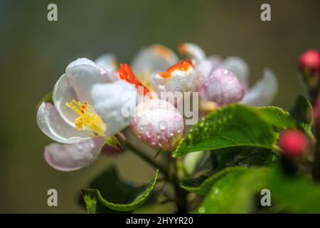 Apple blossom with water drops in a close up view on blurred background. Stock Photo