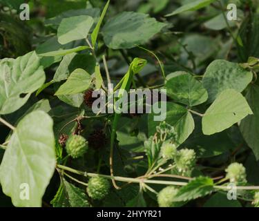 A young green lizard on top of a wild bush and staring at the camera Stock Photo