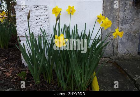 Beautiful large-flowered Trumpet Daffodils in front of a white wall of a historical building Stock Photo