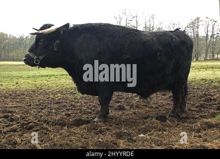 Black cow with horns.Dexter cattle is originating in Ireland. Dexters are a small, friendly, dual-purpose breed Stock Photo