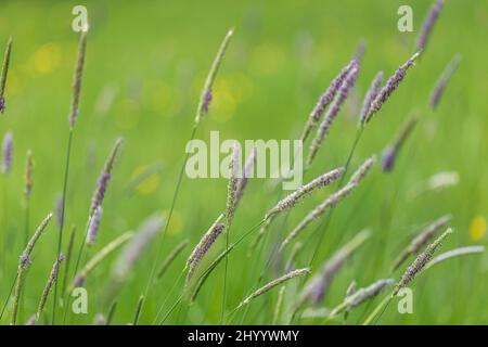 Blades of Alopecurus pratensis, also known as the meadow foxtail, in close-up view on a blurred meadow background Stock Photo