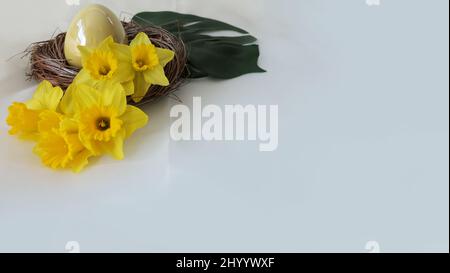 easter decoration - yellow daffodils on a white background - copyspace card on white organza Stock Photo