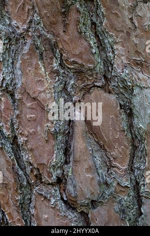 Tree bark in close-up view. Stock Photo