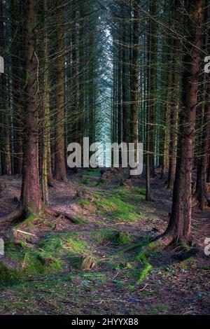 The densely planted trees of the Whinlatter Forest, Lake District, England Stock Photo