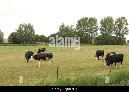 a herd of black and white cows is grazing in a green meadow in holland in summer Stock Photo