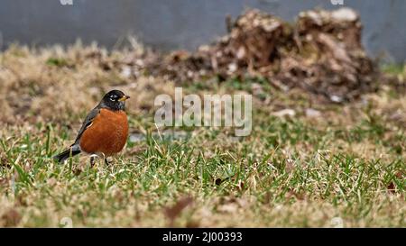 The first Robin of Spring.The American robin.A large North American thrush, is one of the most familiar songbirds in the eastern United States. Stock Photo