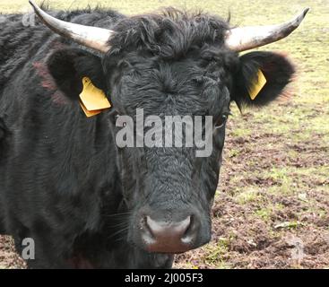 Portrait of a black cow with horns. Dexter cattle is originating in Ireland. Dexters are a small, friendly, dual-purpose breed Stock Photo