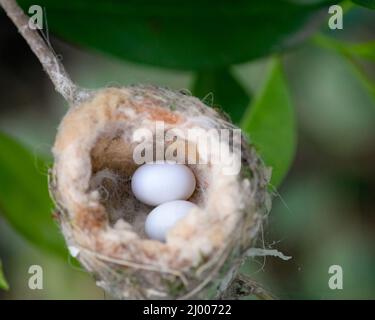 Shallow focus shot of two birds eggs in the nest on a tree branch in the garden during daytime Stock Photo