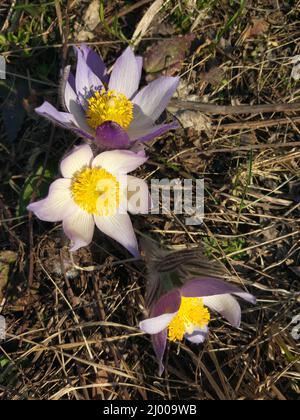 Purple Spring flower Pulsatilla. Common names include pasque flower or pasqueflower wind flower, prairie crocus Easter flower and meadow anemone. Stock Photo