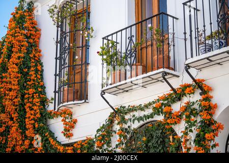 Façade of Andalusian houses. White wall painted with flowers in balcony. Typically Andalusian architecture. Plant hanging on walls, with orange trumpe Stock Photo