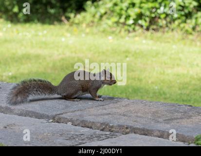 Grey Squirrel, Sciurus carolinensis, single adult on wall in garden, Pembrokeshire, Wales, UK. Stock Photo