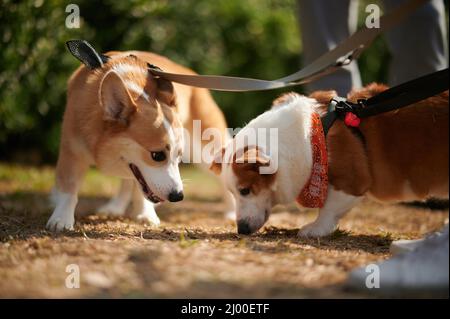 Jack Russell and corgi searching for something on the ground. Stock Photo