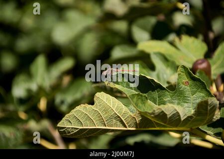 Small dragonfly on fig leaf. Out of focus background, detail and macro photography, frontal view. Stock Photo