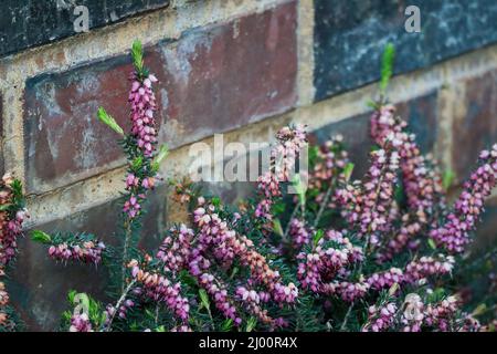 a spring heath bush in full bloom growing against a wall Stock Photo