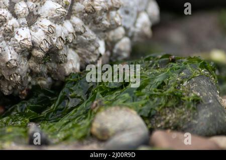 tide pool rocks covered in seaweed barnacles and water Stock Photo