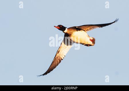 Drake red breasted merganser (Mergus serrator)  flight up close Stock Photo