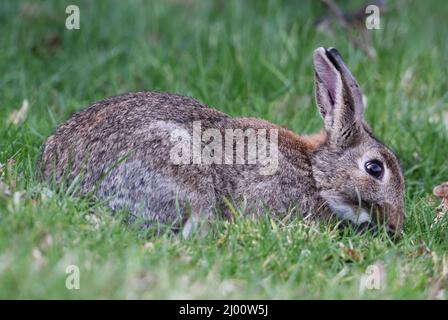 Wild Rabbit in the Cotswold Hills Stock Photo