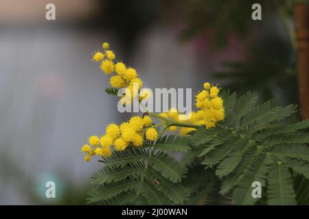Beautiful yellow delicate spherical mimosa flowers with green feathered foliage Stock Photo