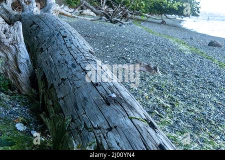 bleached weathered driftwood log laying on a beach Stock Photo
