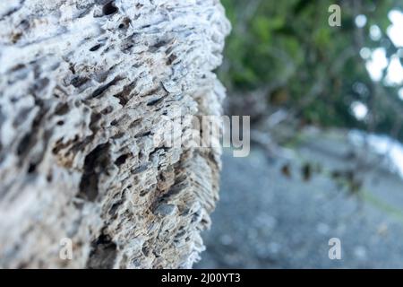 bleached weathered driftwood log laying on a beach Stock Photo