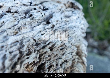 bleached weathered driftwood log laying on a beach Stock Photo