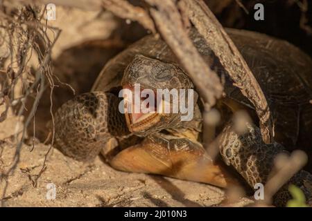 A gopher tortoise sits at the opening of its burrow in the sand dunes along Florida's Atlantic Coast. Stock Photo