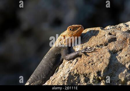 Red Headed Agama lizards basking in the sun, an invasive exotic species found in South Florida. Stock Photo