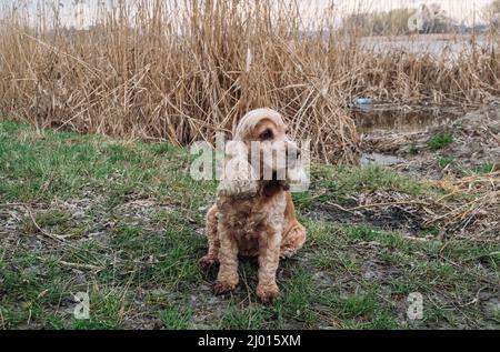 American Cocker Spaniel sitting on the field against reeds in marshland background Stock Photo