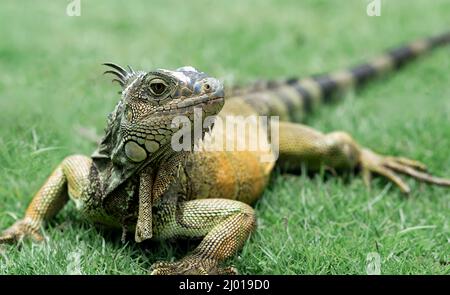 Iguana in Seminario Park (Parque Seminario), Guayaquil, Ecuador Stock Photo