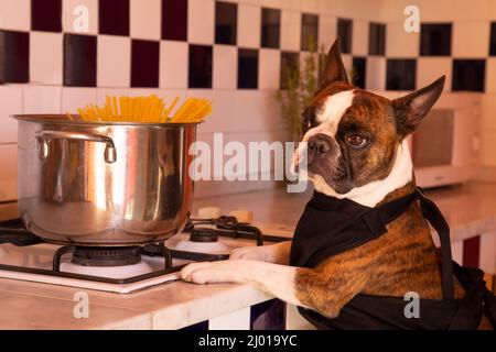 Funny Boston Terrier cooking spaghetti in a large pot in the kitchen. Humorous photography , dogs acting like humans . Stock Photo