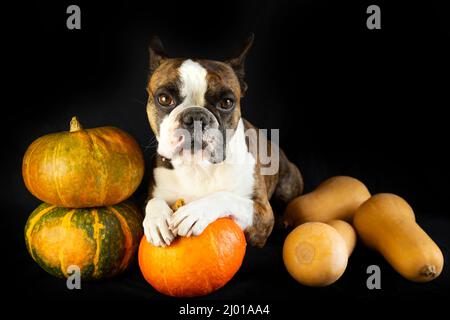 funny boston terrier with pumpkins on black background Stock Photo