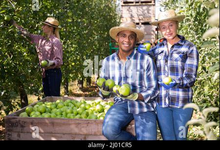 Portrait of a happy couple next to large box of ripe green apples after harvesting in garden Stock Photo