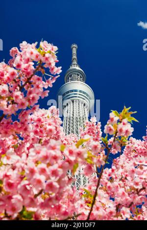 Spring in Tokyo. The famous Tokyo Skytree towering above sakura cherry pink blossoms Stock Photo