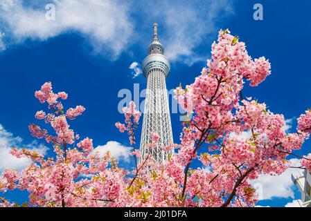 Spring in Japan. The famous Tokyo Skytree towering above sakura cherry pink blossoms Stock Photo